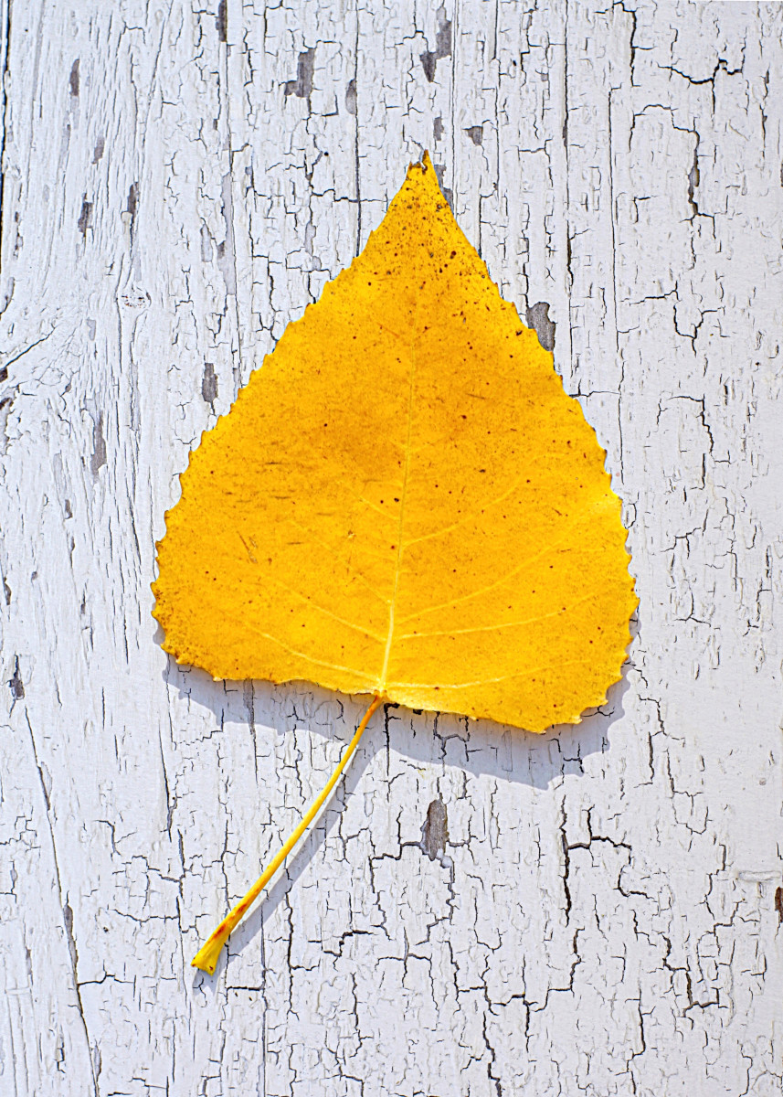 (Poplar) Eastern Cottonwood Leaf Autumn Color