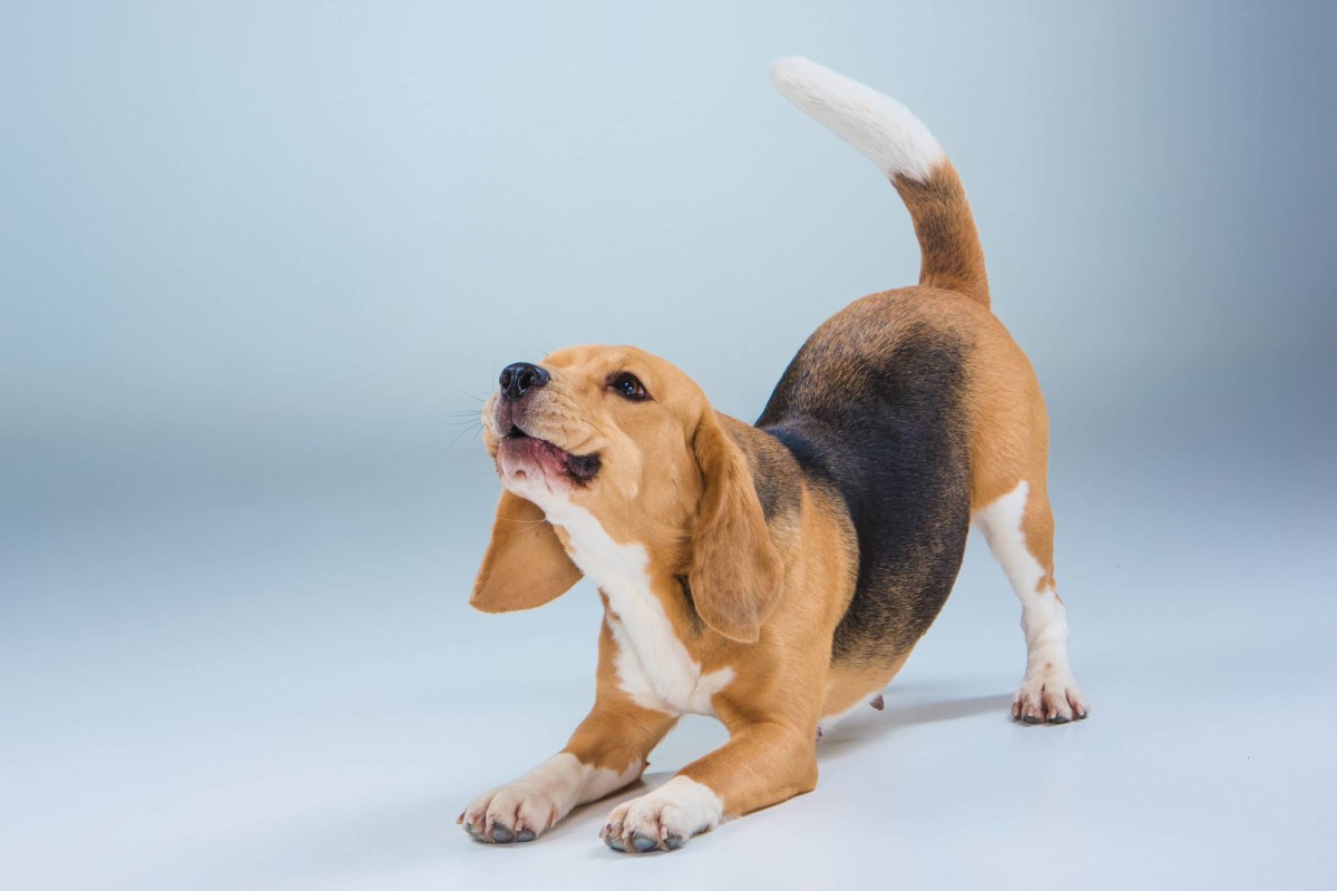 Why Do Dogs Stretch? - Full Guide About Dog Stretching