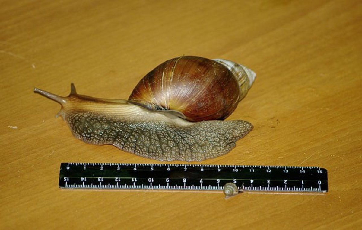giant snail