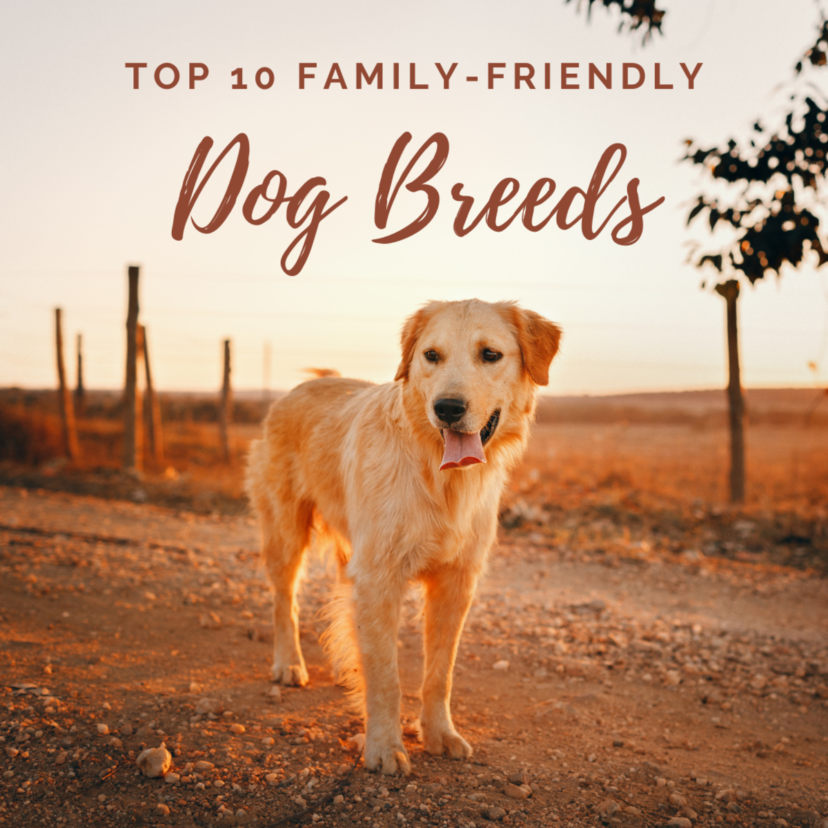 Adopt A Family Friendly Dog Clearance Cheapest Save 45 Jlcatj gob mx