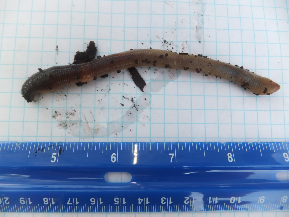 Identifying the Canadian Nightcrawler Worm