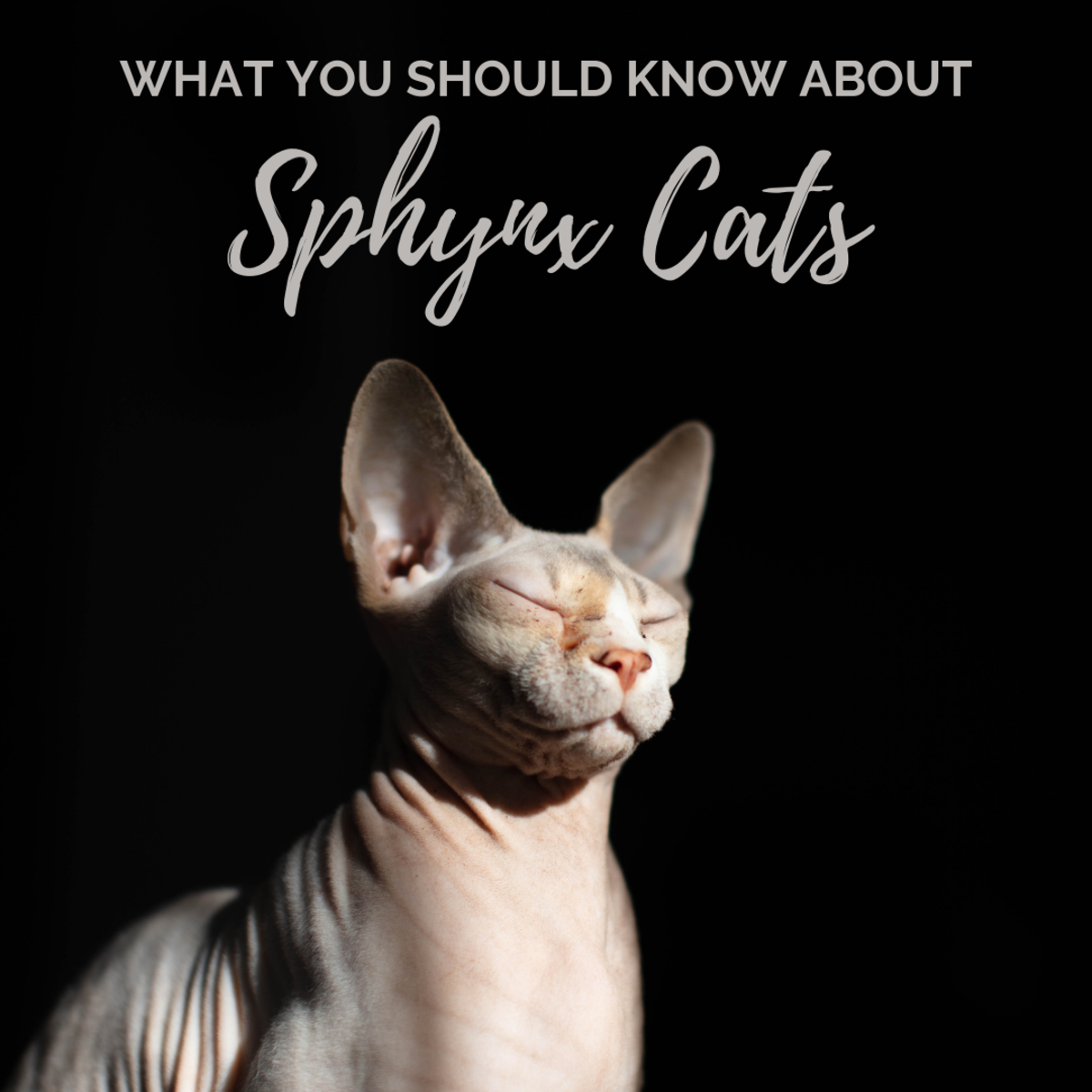 Everything you need to know before buying a Sphynx—the hairless cat.