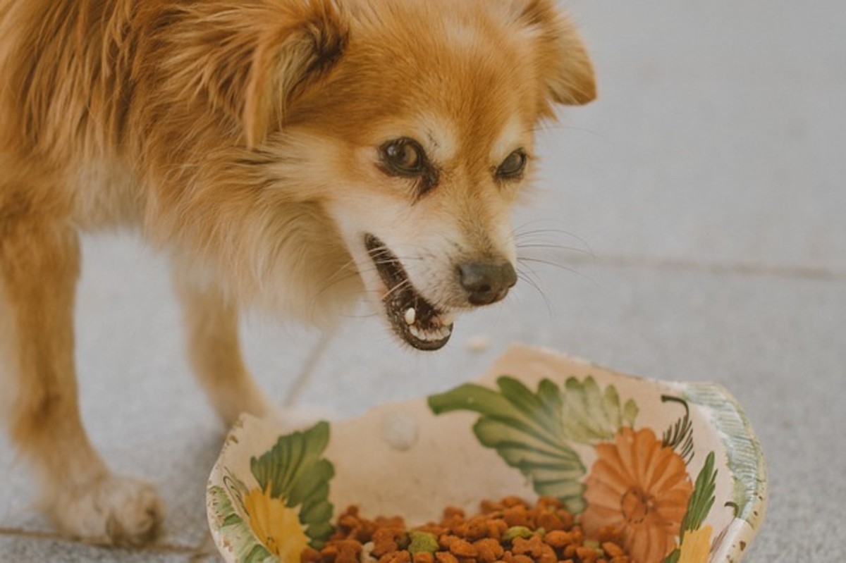 Dogs who are fearful may prefer to eat when they feel safe. 