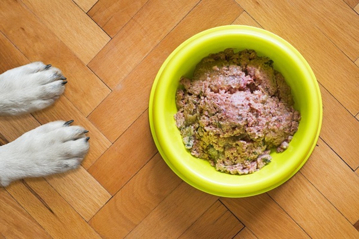 Give your dogs distance when feeding them. 