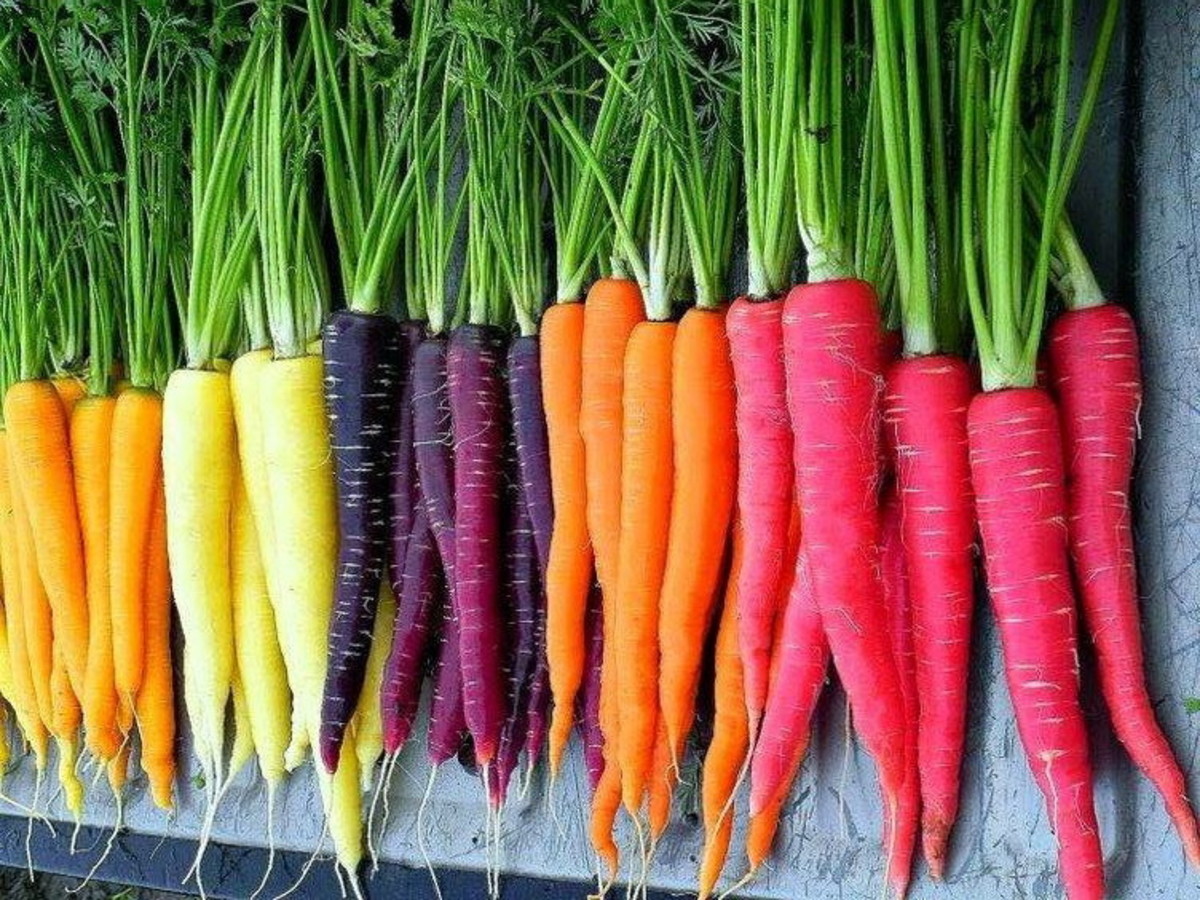 everything-you-need-to-know-about-carrots-the-perfect-health-food