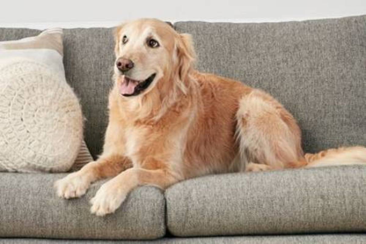 The couch upholstery and the dog!