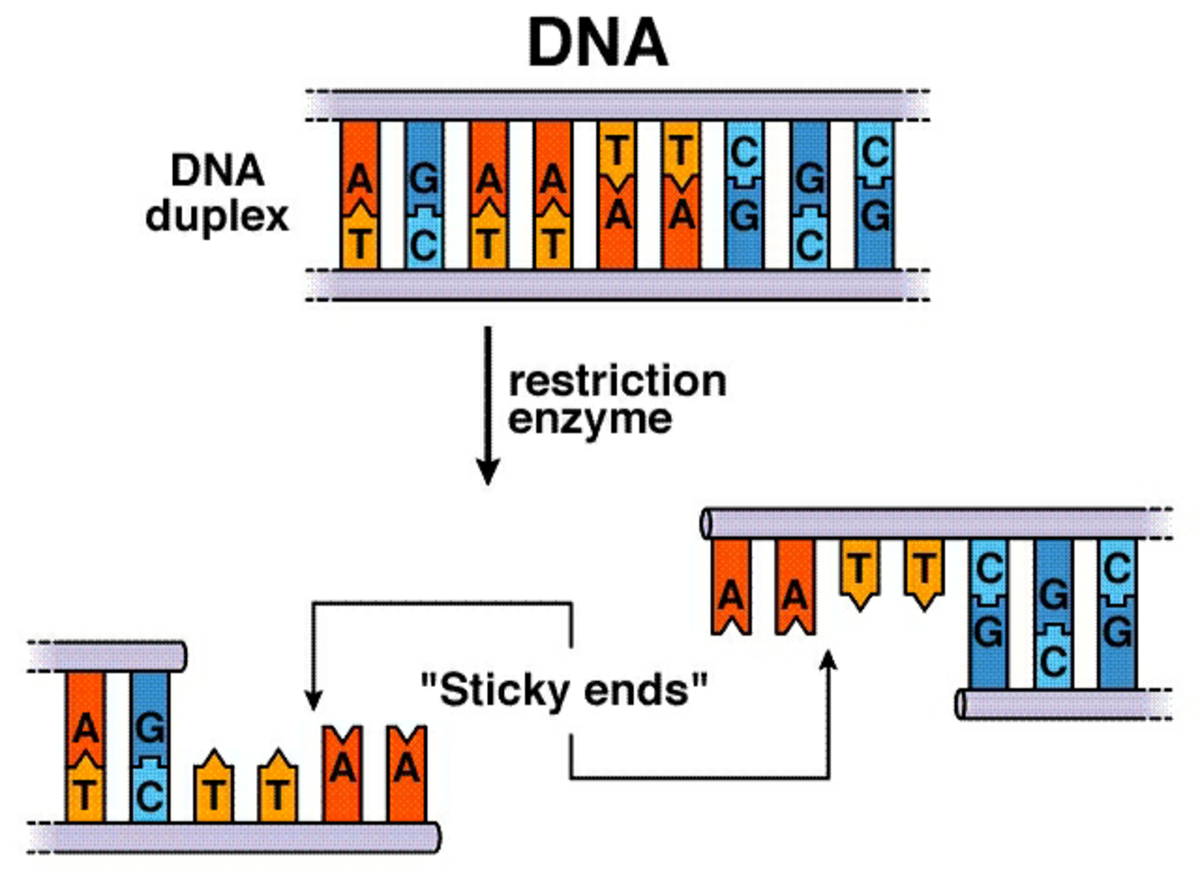 Restriction Enzyme