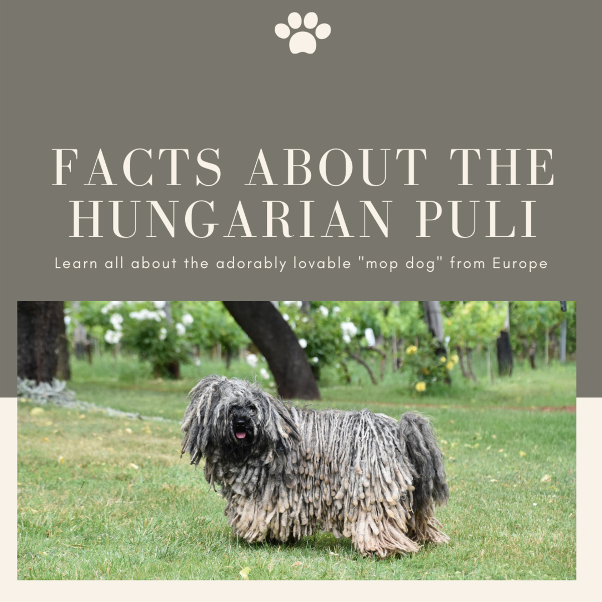 Facts About the Hungarian Puli (or, The Mop Dog)