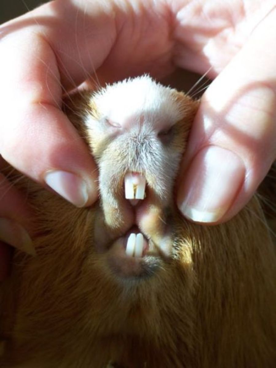 A Guinea Pig's incisors constantly grow.