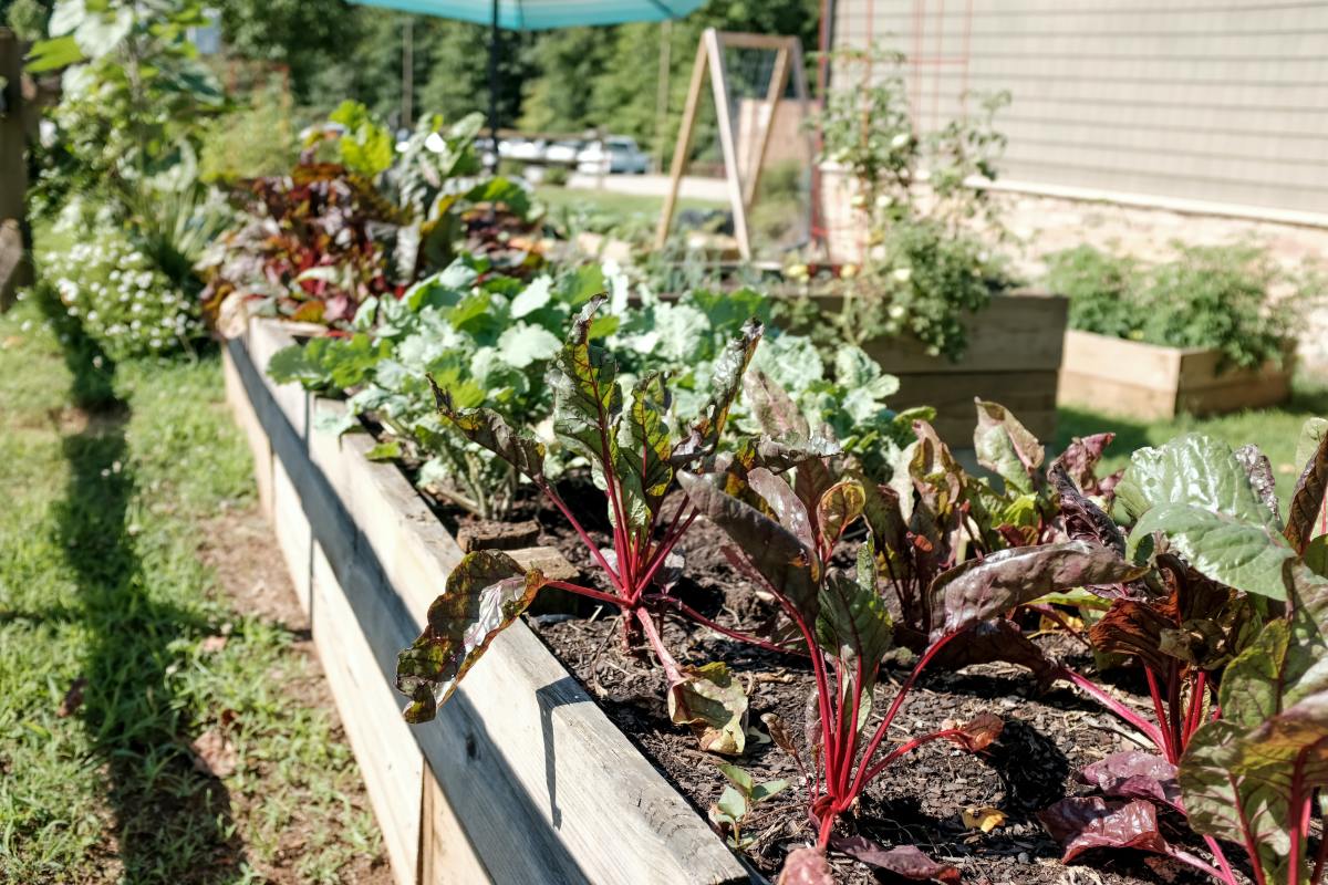 You can grow a variety of plants in garden boxes, like this lush red chard.
