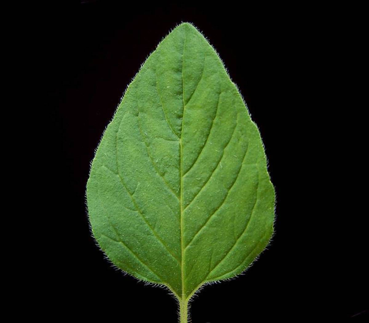 Oregano Leaf