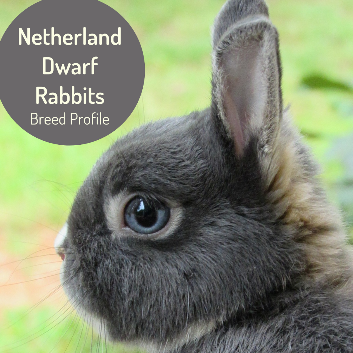 Learn more about the adorable and personable Netherland Dwarf rabbit.