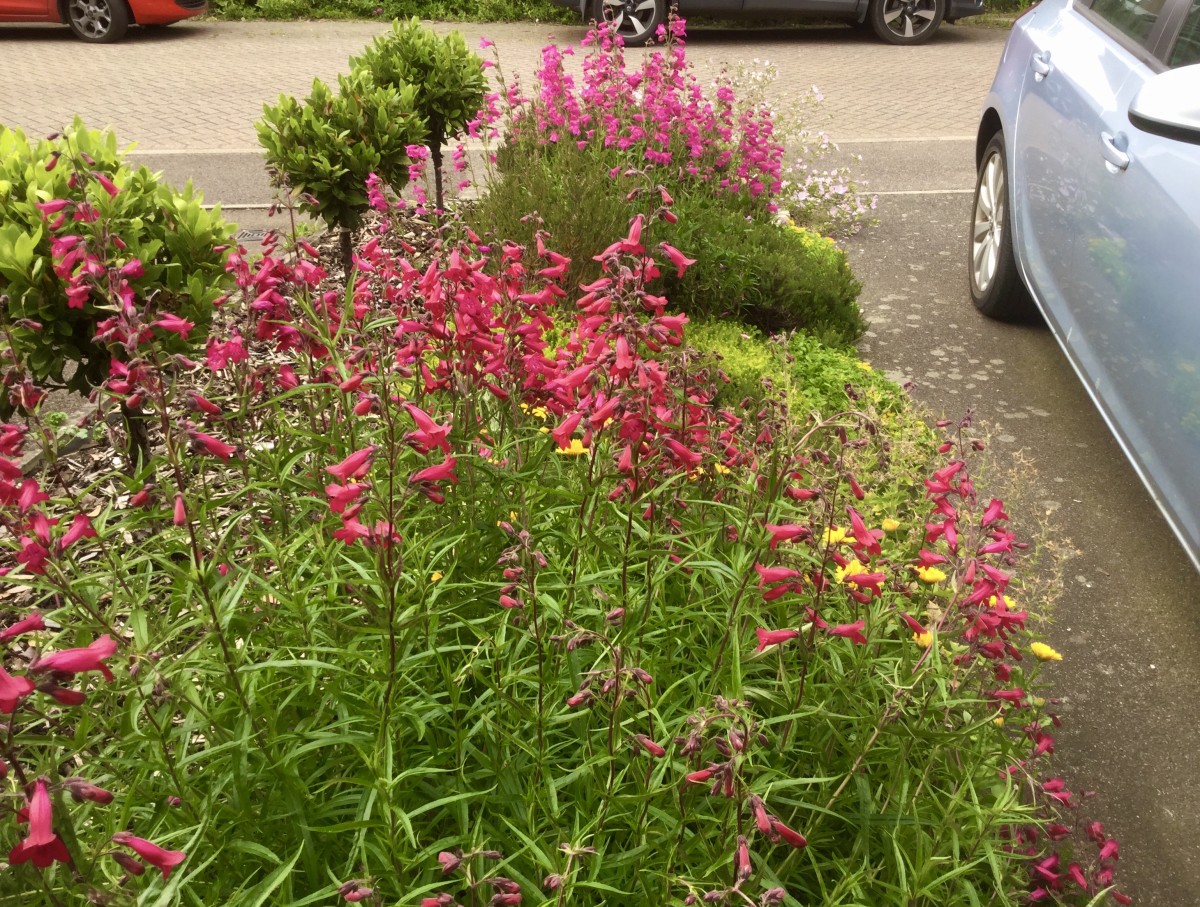 My Top Flowering Plants That Slugs and Snails Hate HubPages