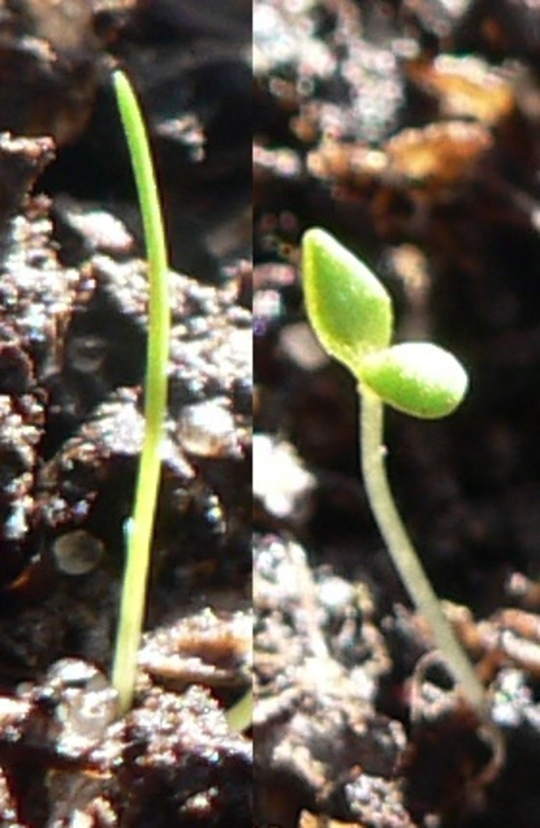 Moncot (left) and Dicot (right) plants