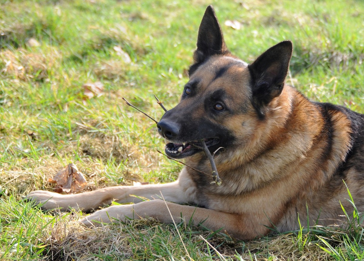 Is Raw Food Safe For German Shepherd Dogs? - Pethelpful