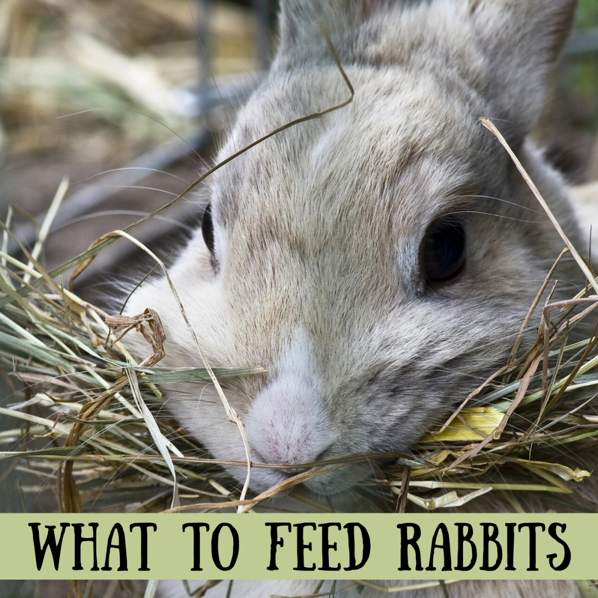 Do you know which foods are safe for your bunny?