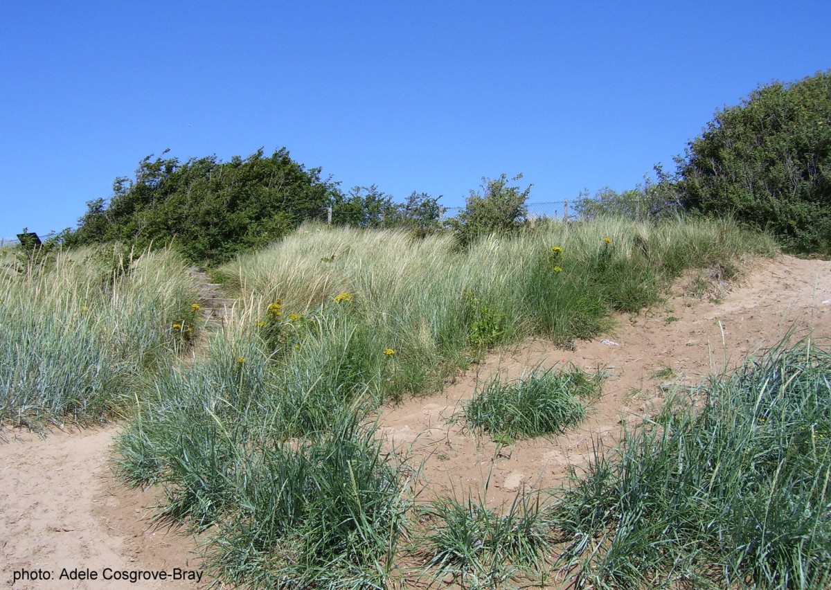 Almost hidden amongst tall grass are the steps leading up to the walk over the summit of West Kirby's sand dunes.
