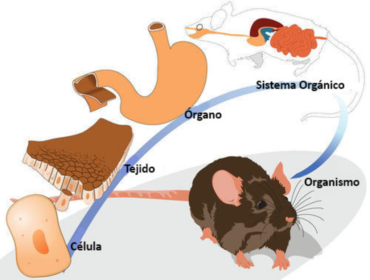 A mouse is made up of several organ systems. The system shown here is the digestive system, which separates food into a shape that a cell can use. One of the organs of the digestive system is the stomach. The stomach, for its part, is made up of diff