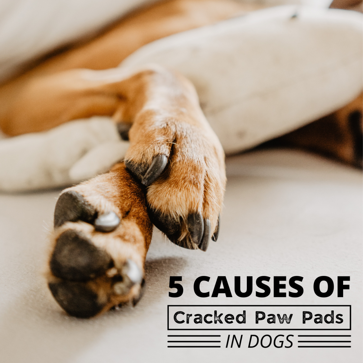 The Top 5 Causes Of Cracked Paw Pads In Dogs PetHelpful