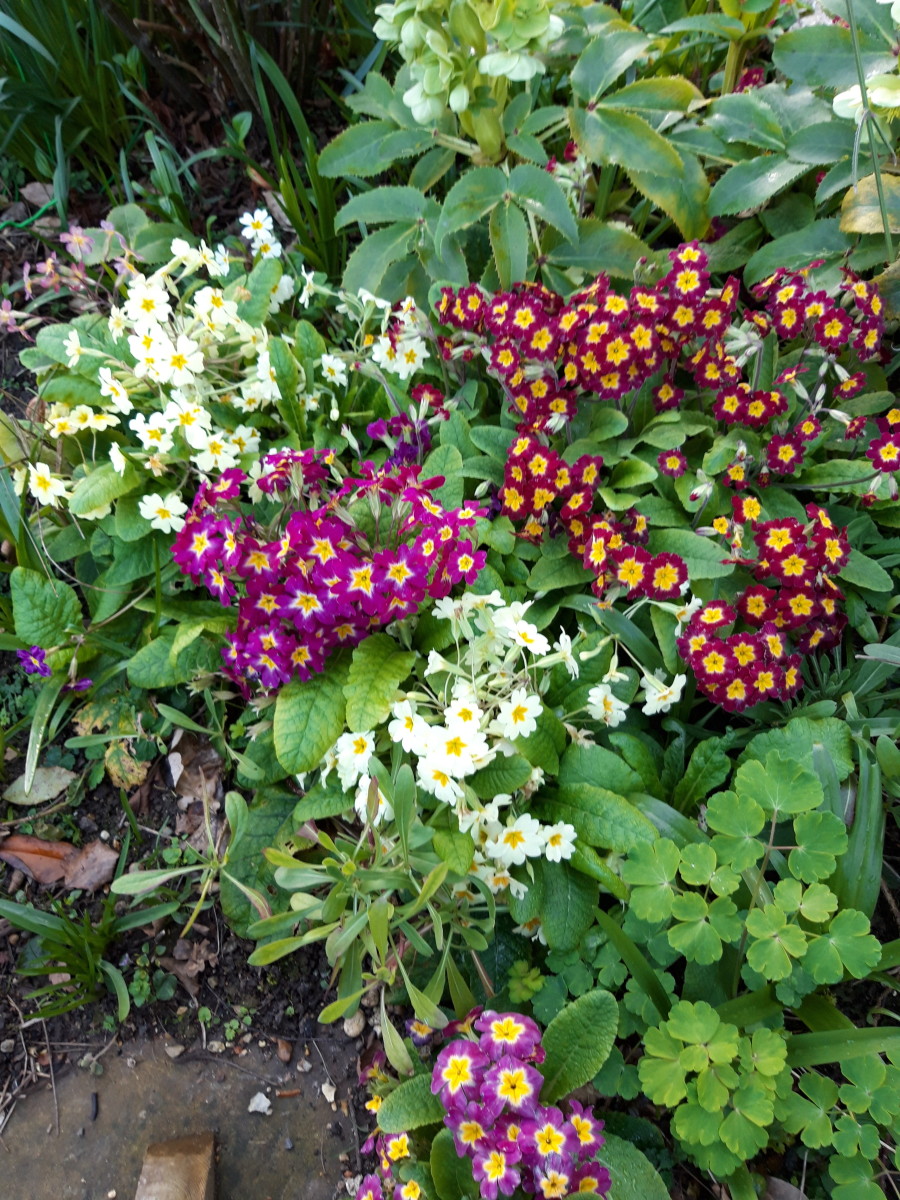 Primula (Polyanthus)