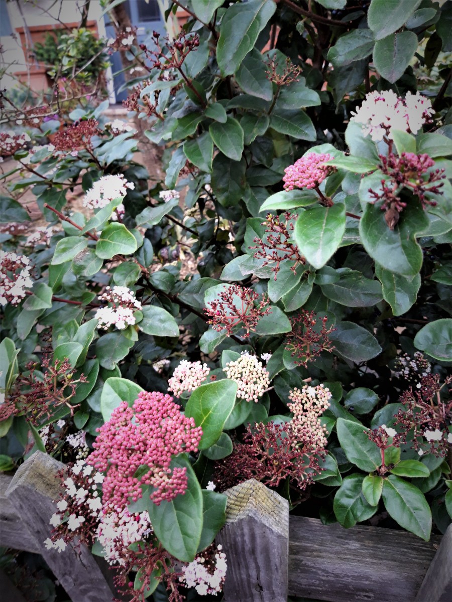 Viburnum