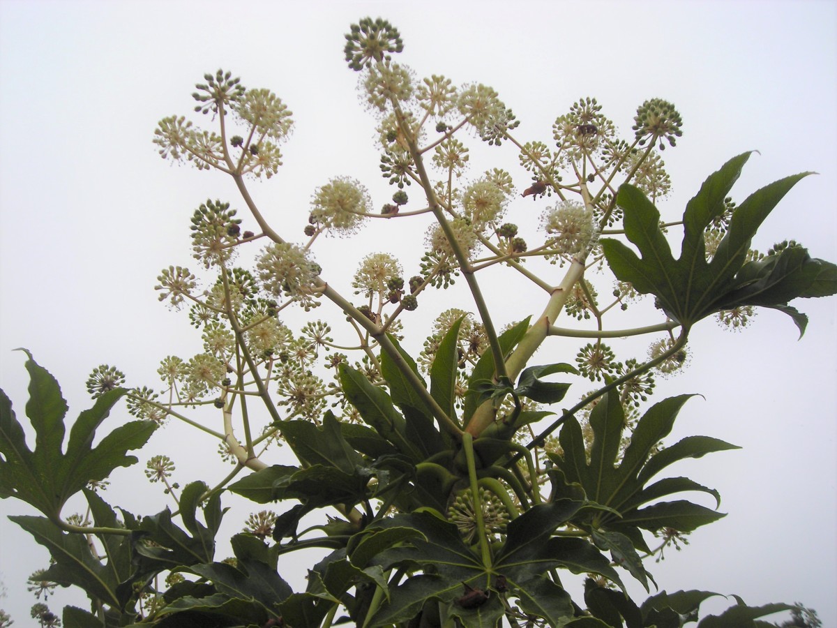 Fatsia Japonica