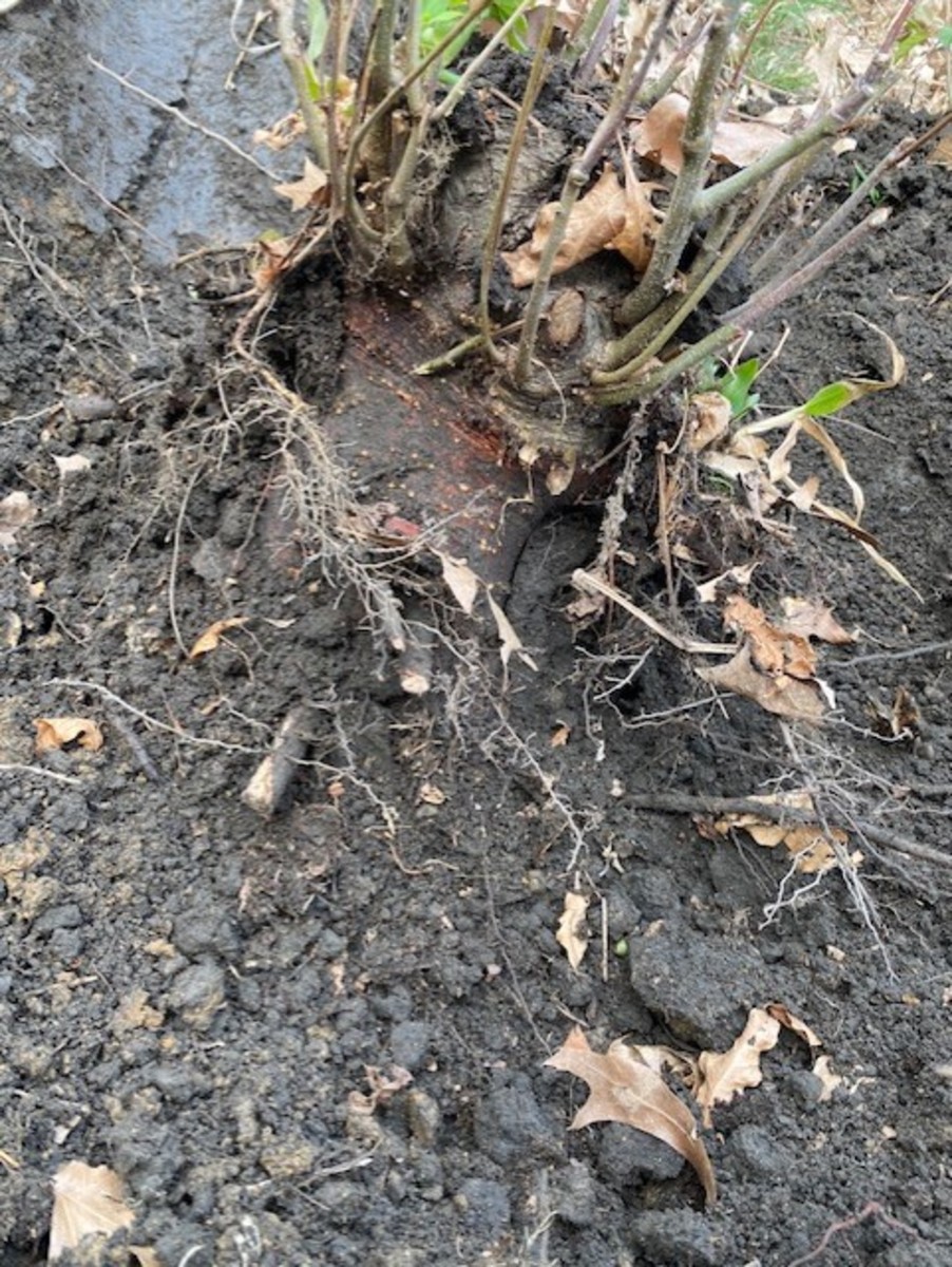 Taproot exposed