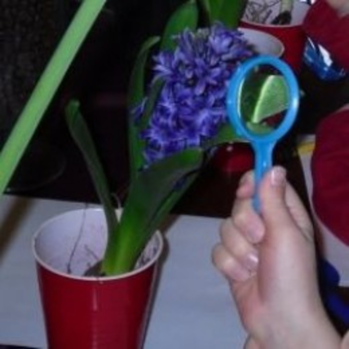 Observing parts of a flower from and activity found in Part 2: Flowers Lesson