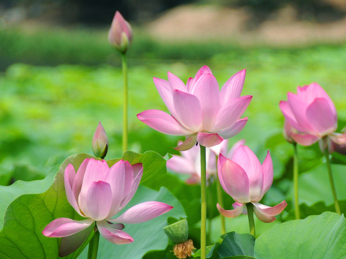 Lotus has to be planted in water. Rub the pointed side of the seed and keep in water. It germinates in 4 to 5 days. it will develop good roots in 15 days. Keep it in pots with water, soil, vermin & compost. It lasts for many year.