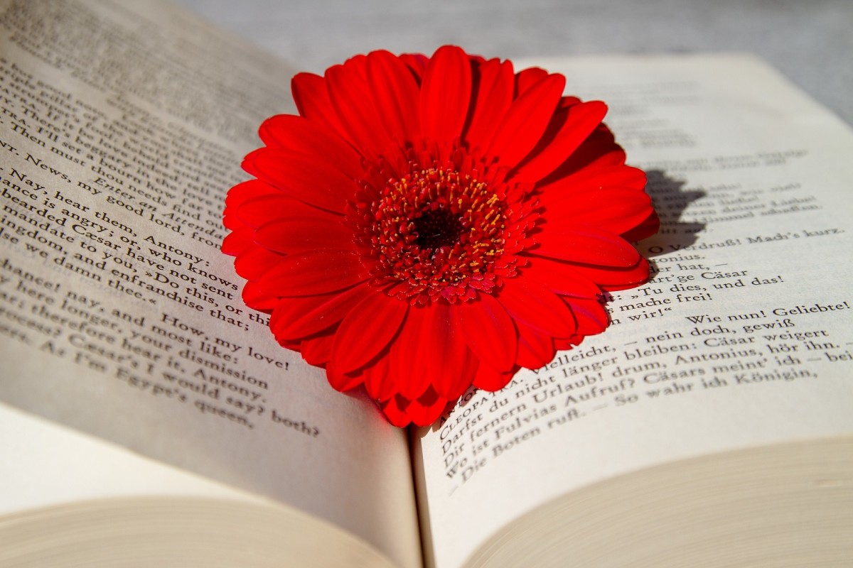 A bright red flower laying between two pages of a Shakespeare play.