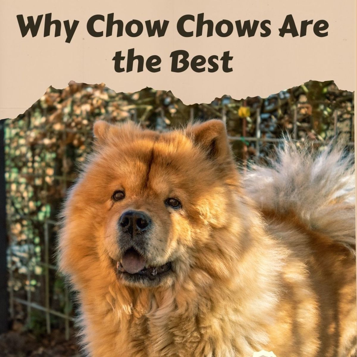 Chow Chows are an amazing and loyal dog breed.