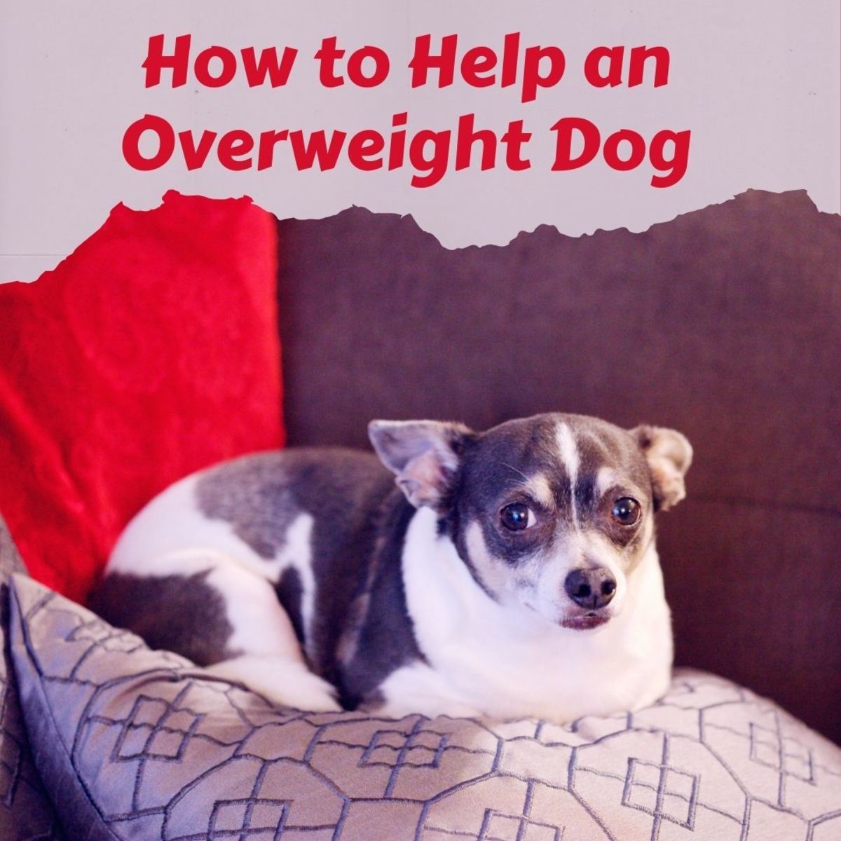 is my chihuahua overweight