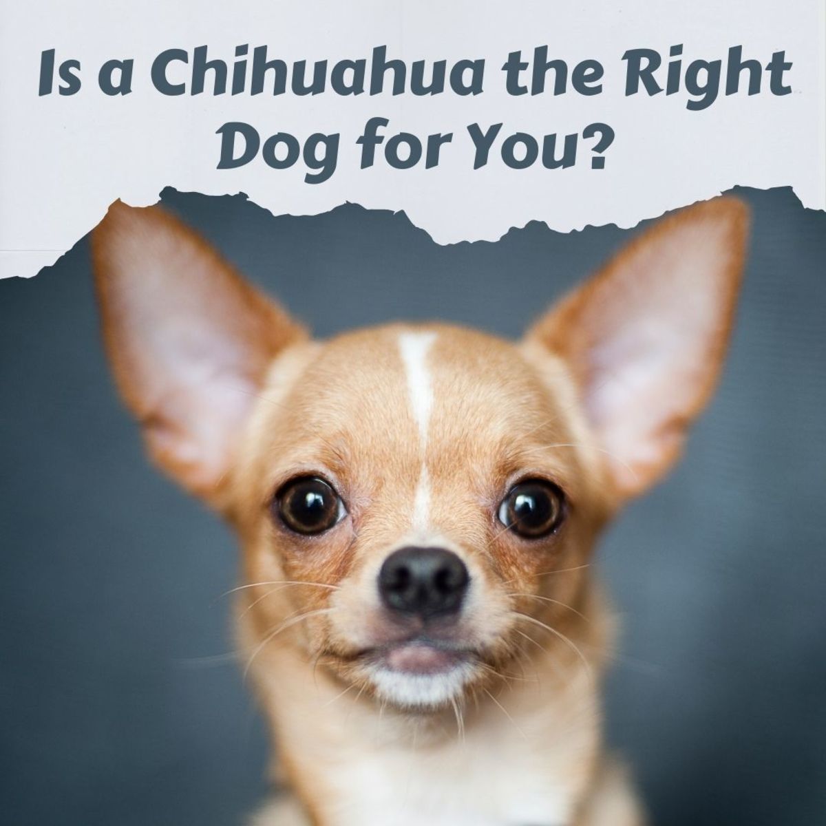 Chihuahua Information: Is the Breed Right for You?