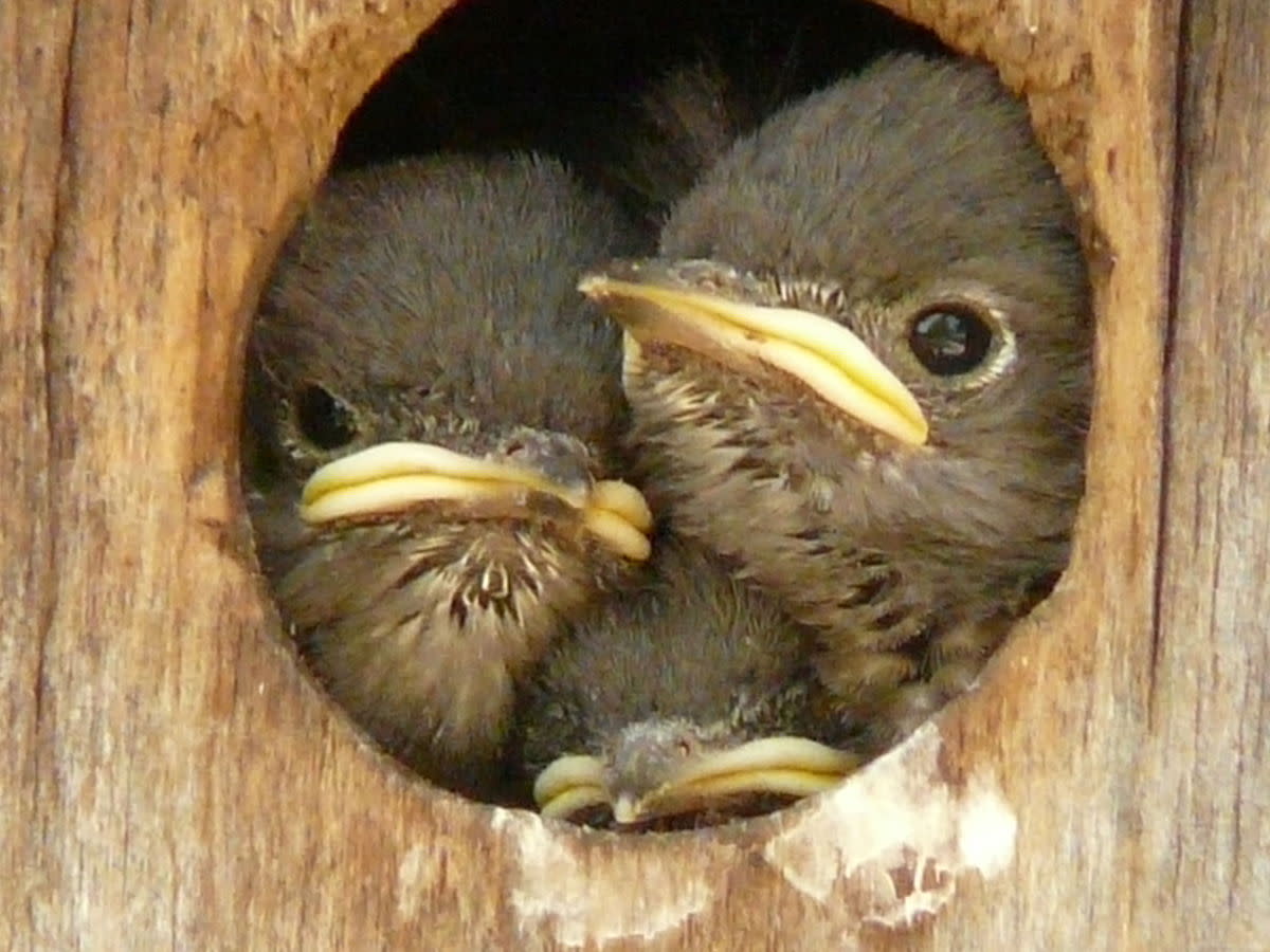 Western Bluebird chicks in a nest box. They will soon be ready to fledge.