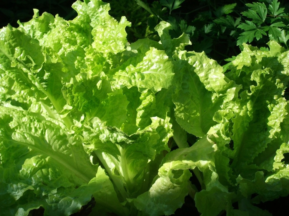 Lettuce has some amazing health benefits, as it is full of nutrition. Photo credit, Pixabay