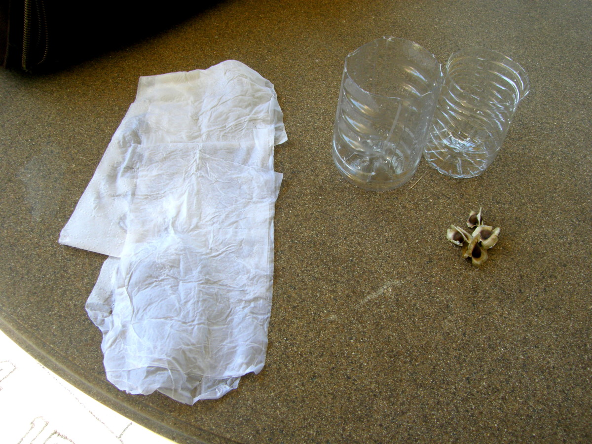 3-4 Moringa seeds, paper towels, recycled container