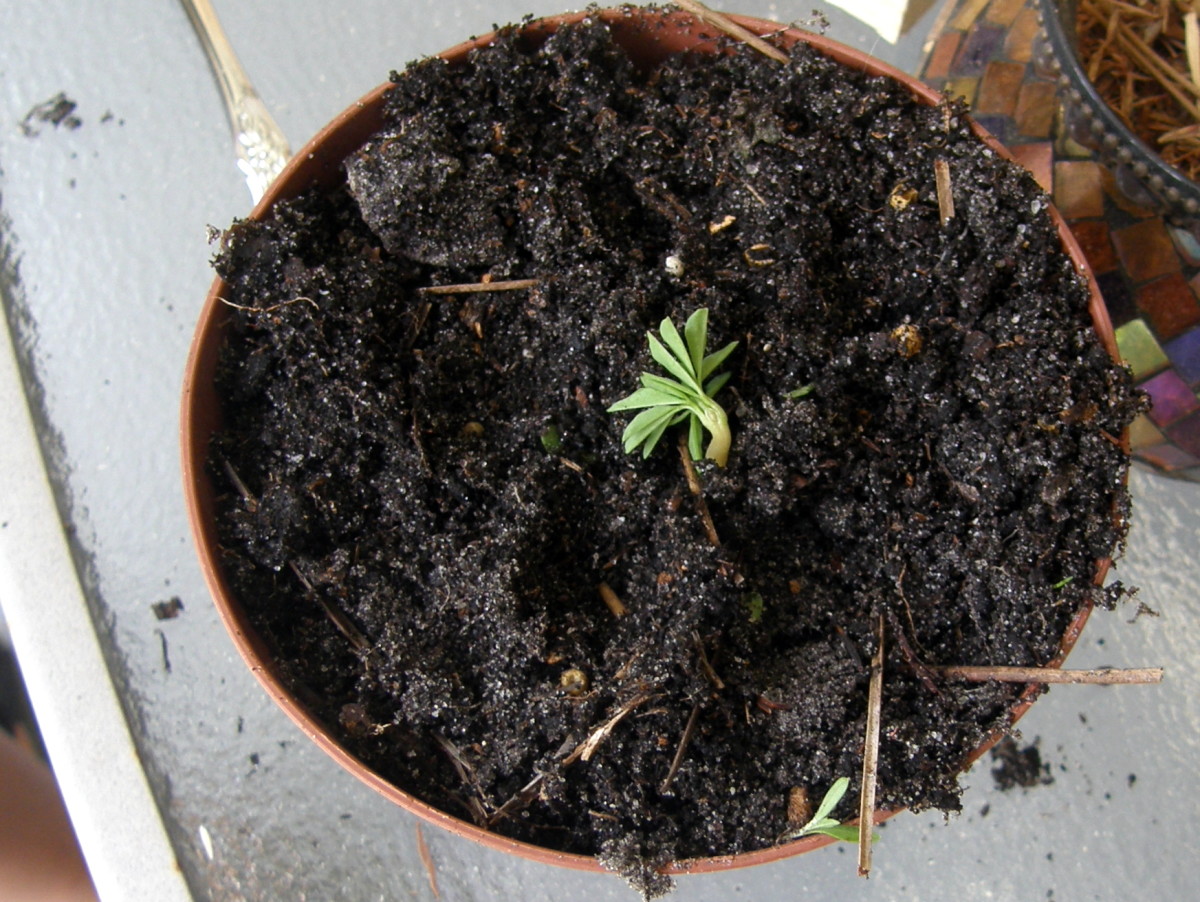 Seedling completely planted