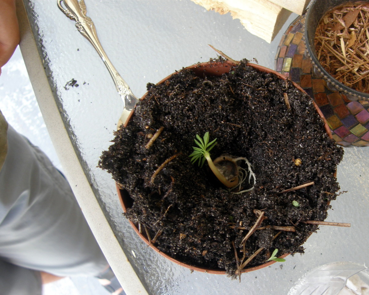 Nicholas prepared a small pot with soil, dug a hole and placed the seed inside with the roots down.