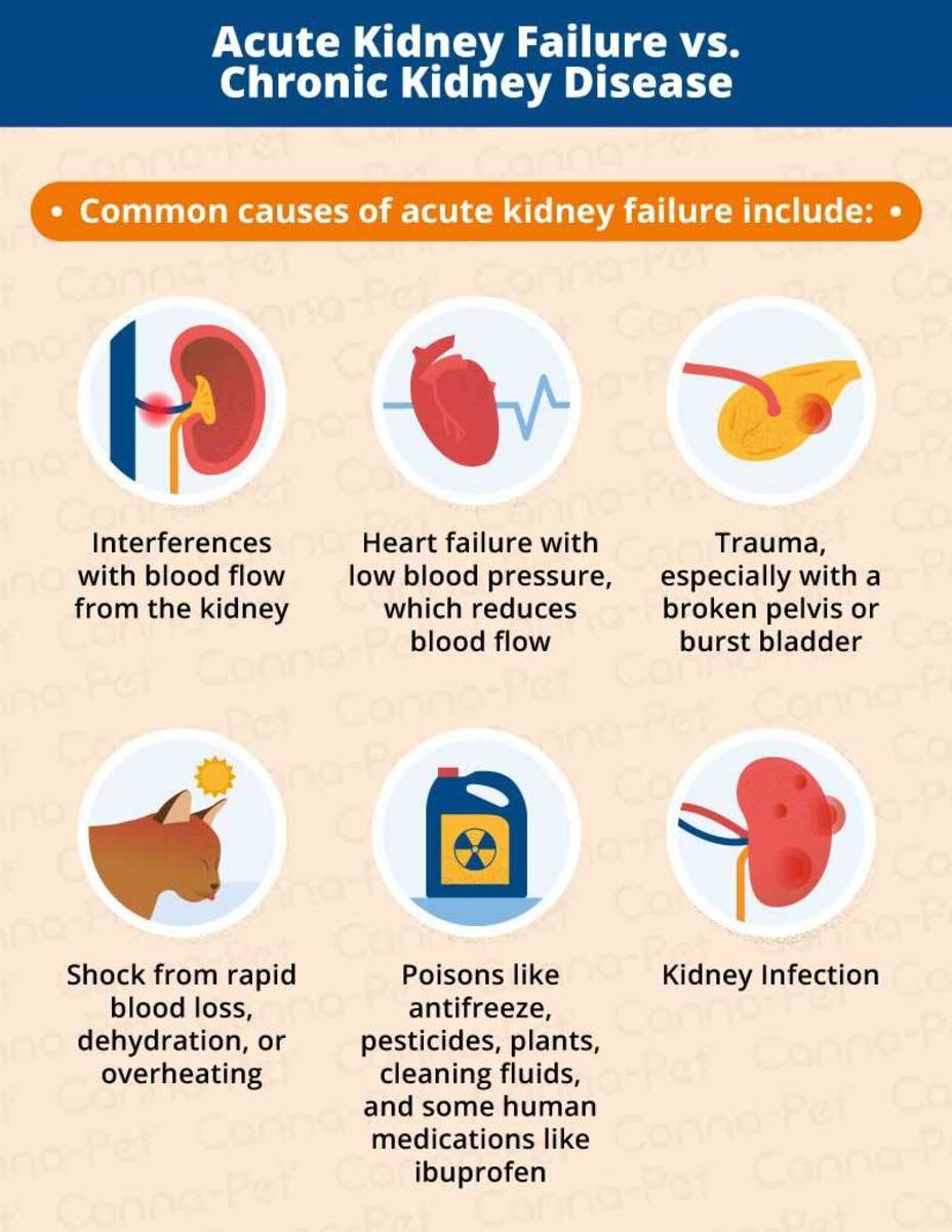 symptoms-of-kidney-disease-in-cats