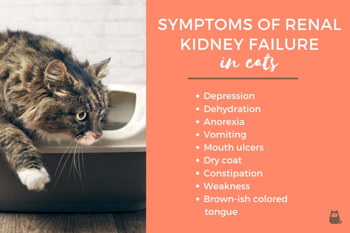 Symptoms of Kidney Disease in Cats HubPages