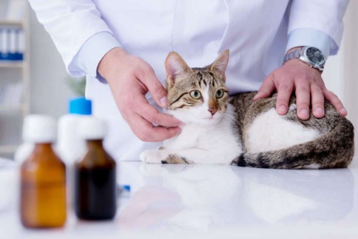 symptoms-of-kidney-disease-in-cats