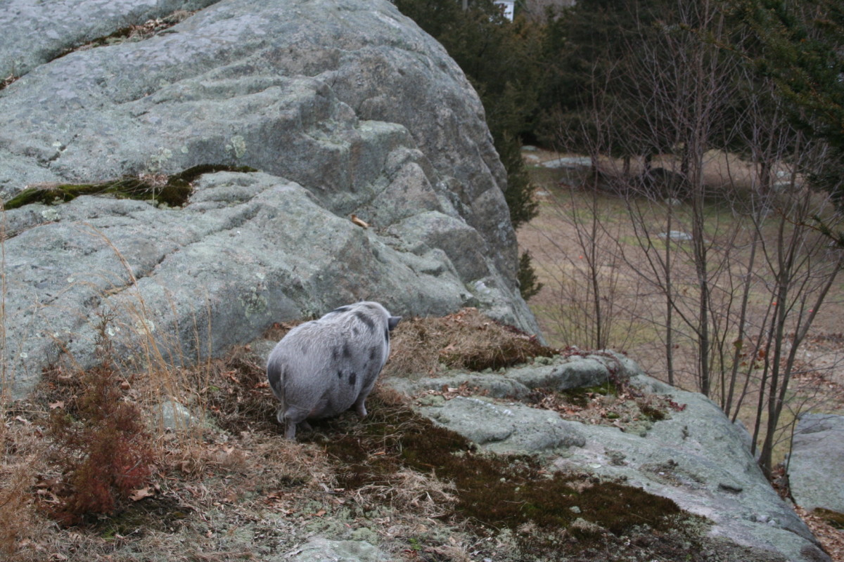 Wilbur is contained to the yard by chicken wire, tall rocks, stone walls, and stairs.