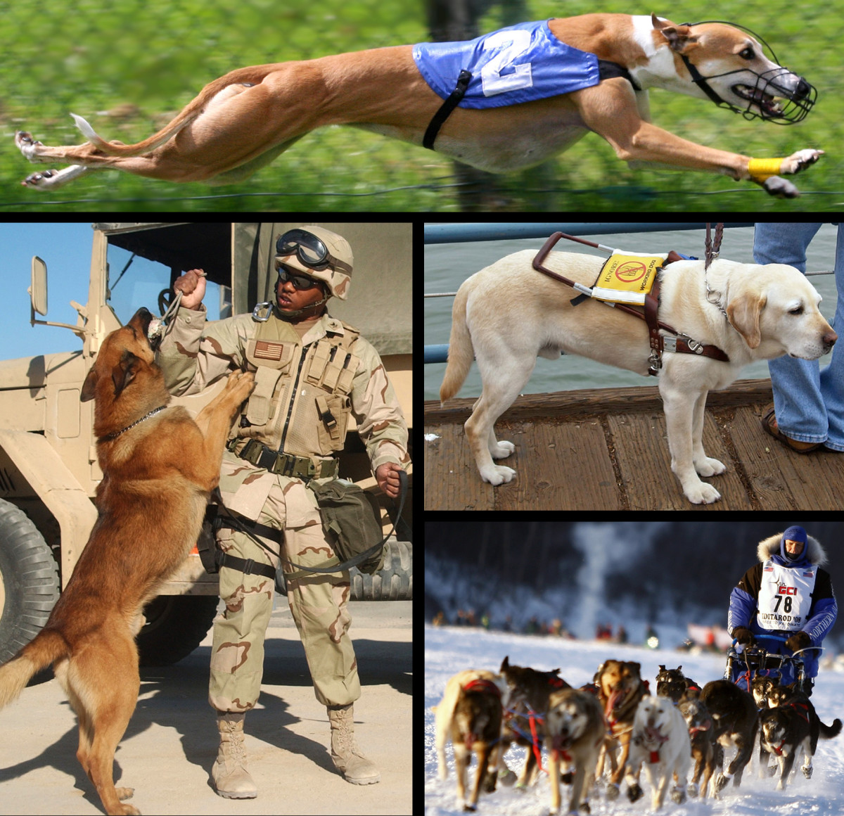the-ways-dogs-make-a-difference-to-our-lives-various-types-of-assistance-dogs