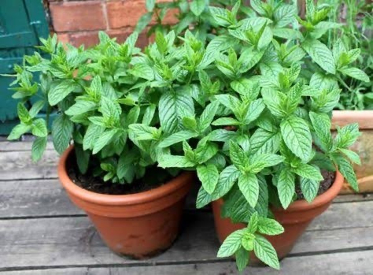 Mint herb can be grown in clay pots, if you have a small space 