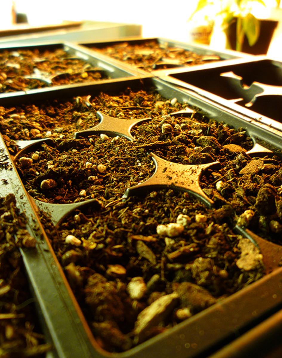 Growing Bell Peppers in Containers HubPages