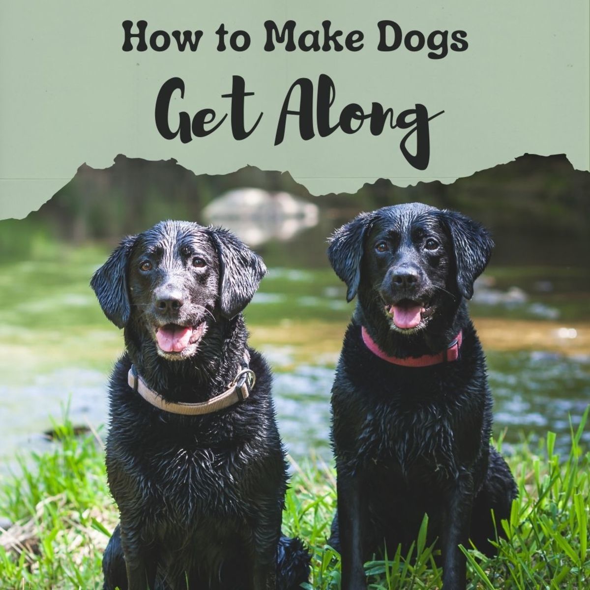 7 Easy Ways to Train a Dog to Get Along With Other Dogs