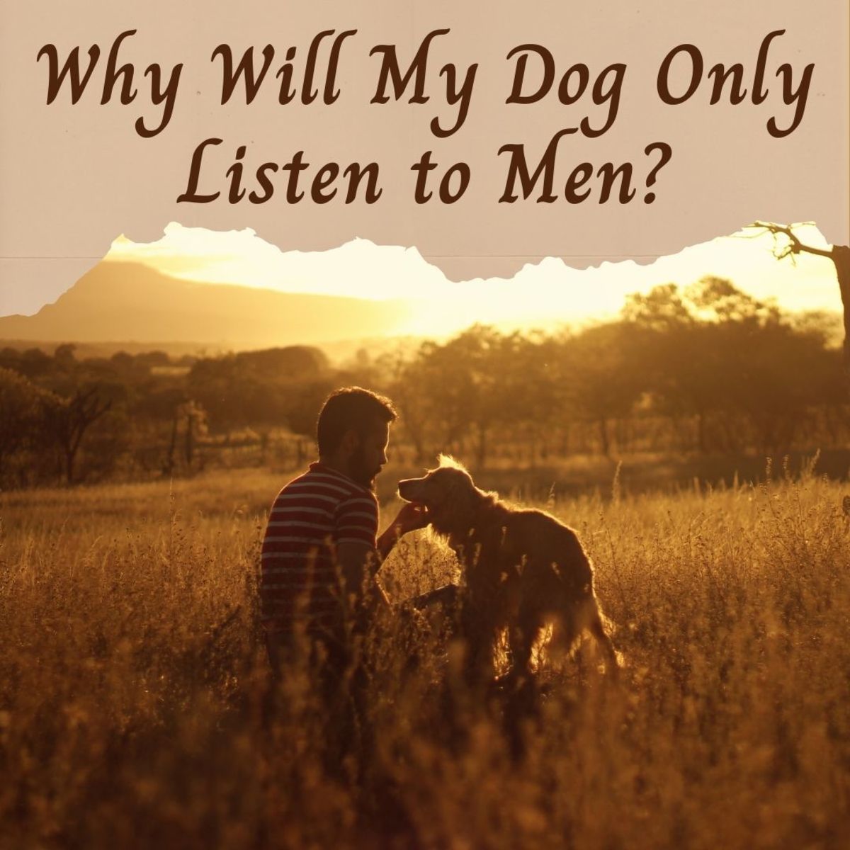 Why will your dog only listen to men?
