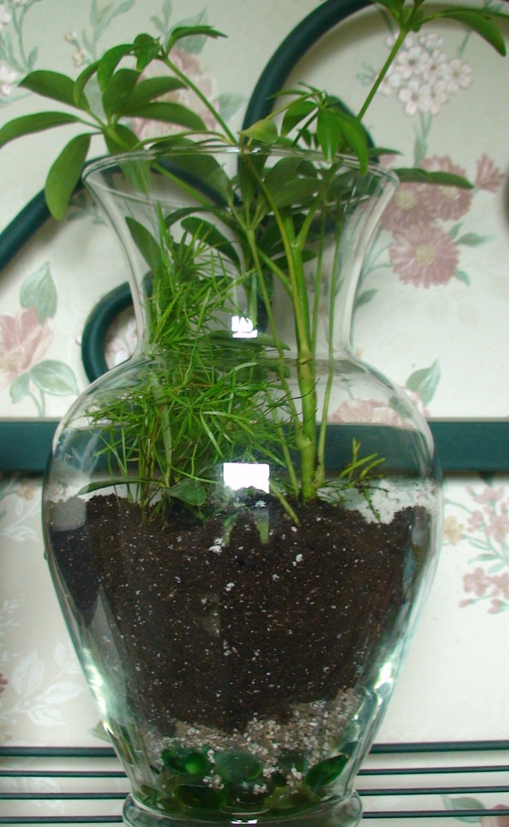 How To Make Glass Container Terrariums