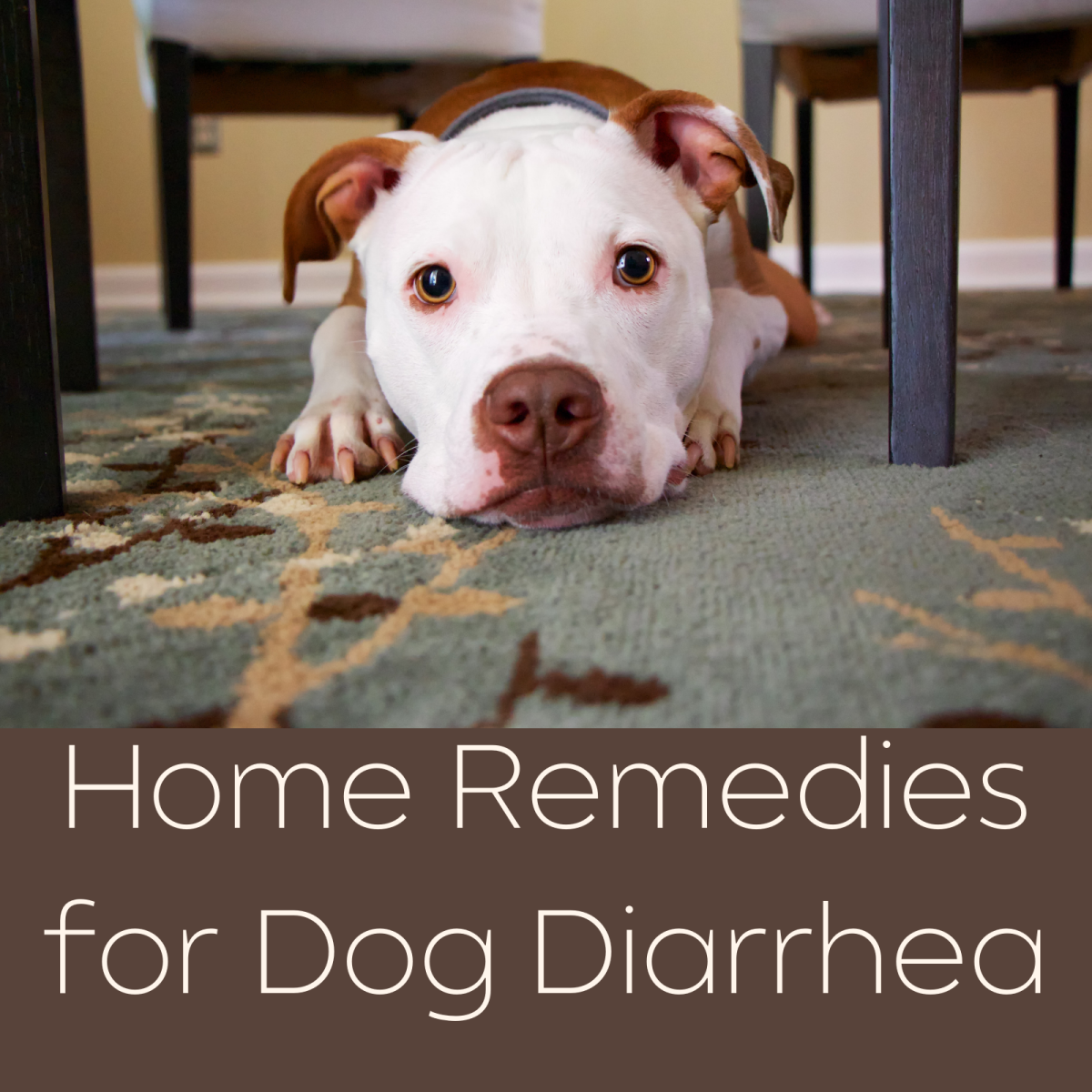 Home Remedies For Dog Diarrhea PetHelpful