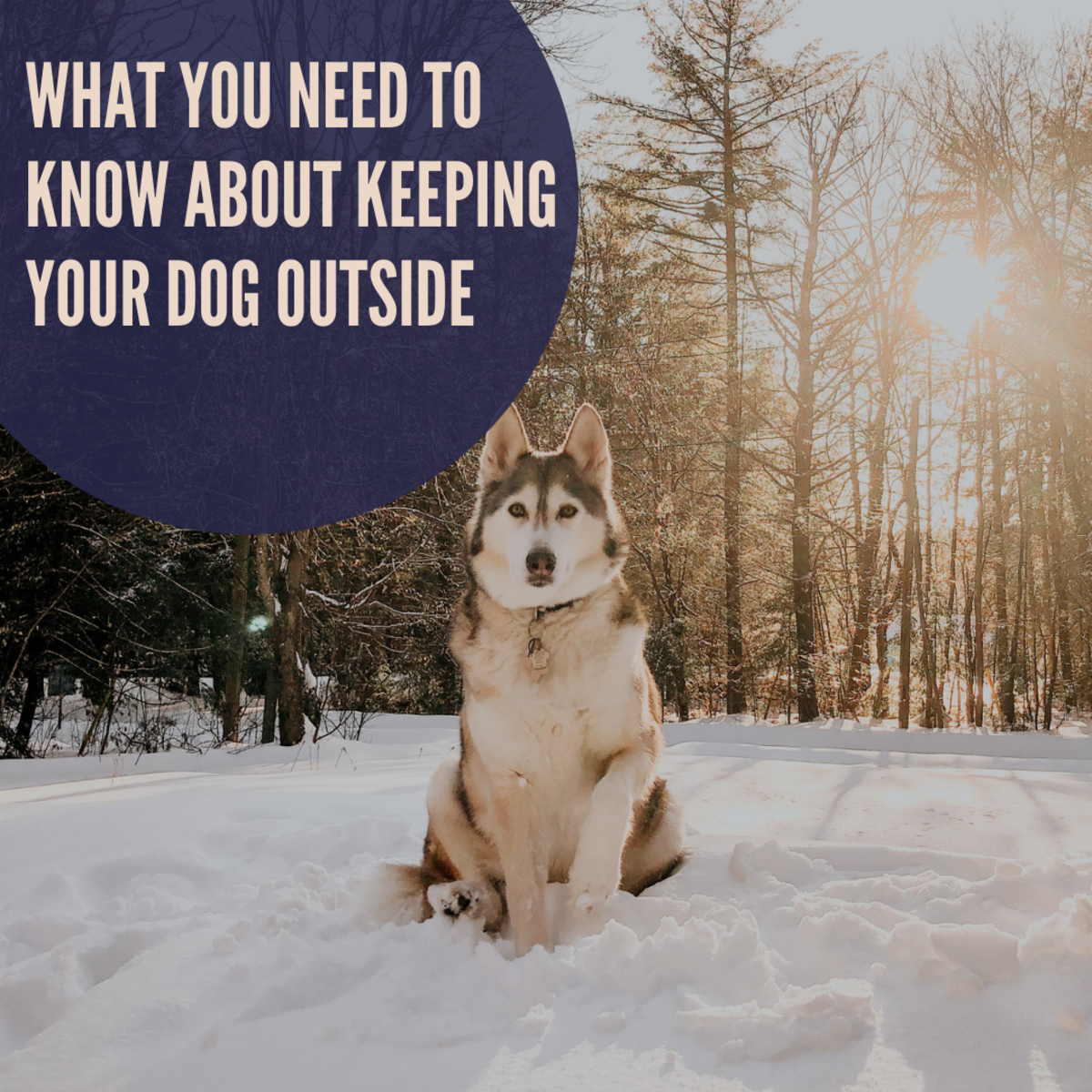 how much time do dogs need outside